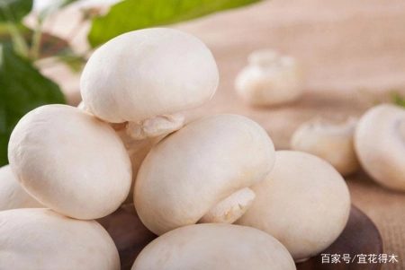 蘑菇小常识（中）10种味道鲜美的蘑菇，哪一种是菌中之王？插图10